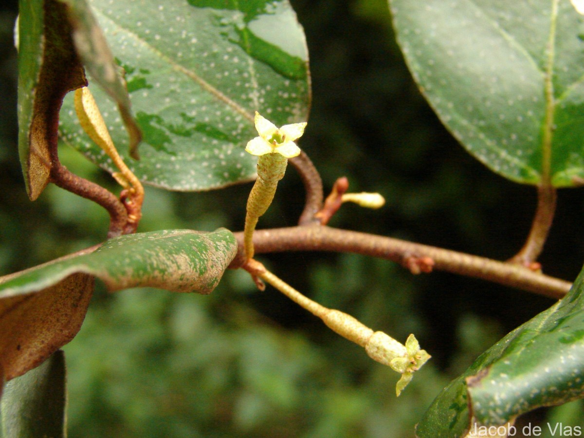 Elaeagnus latifolia L.